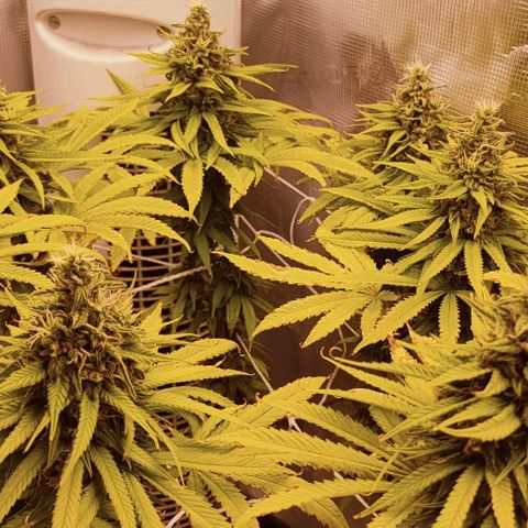 Battlecat growlog timeline photo