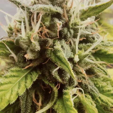 Battlecat growlog timeline photo