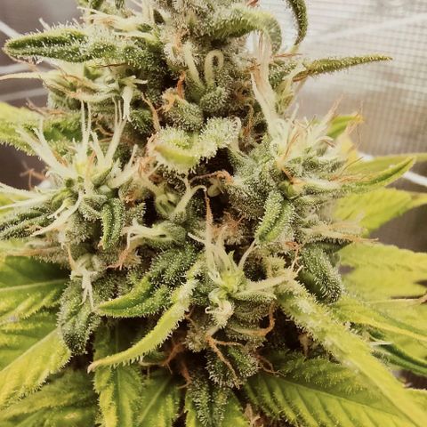 Battlecat growlog timeline photo