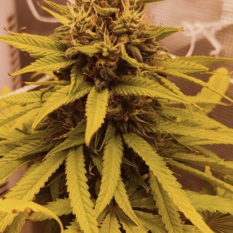 Battlecat growlog timeline photo