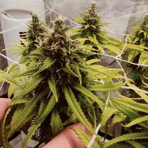 Battlecat growlog timeline photo