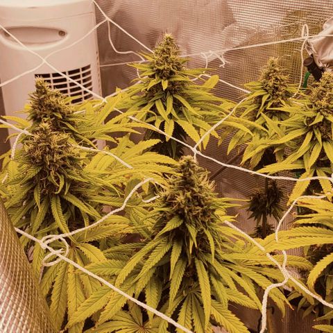 Battlecat growlog timeline photo