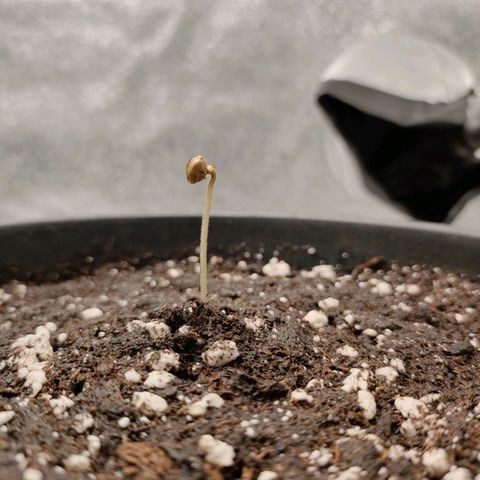 001 | Orange Sherbet Auto growlog timeline photo