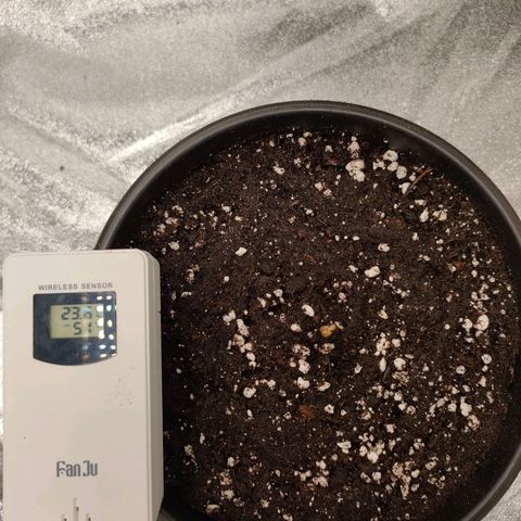 001 | Orange Sherbet Auto growlog timeline photo