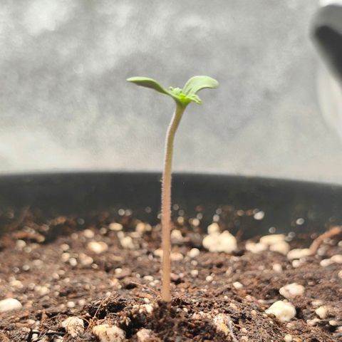 001 | Orange Sherbet Auto growlog timeline photo