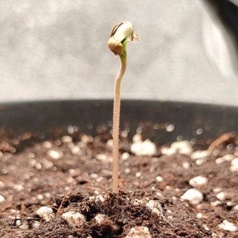 001 | Orange Sherbet Auto growlog timeline photo