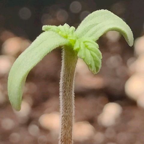 001 | Orange Sherbet Auto growlog timeline photo