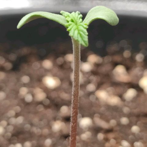 001 | Orange Sherbet Auto growlog timeline photo