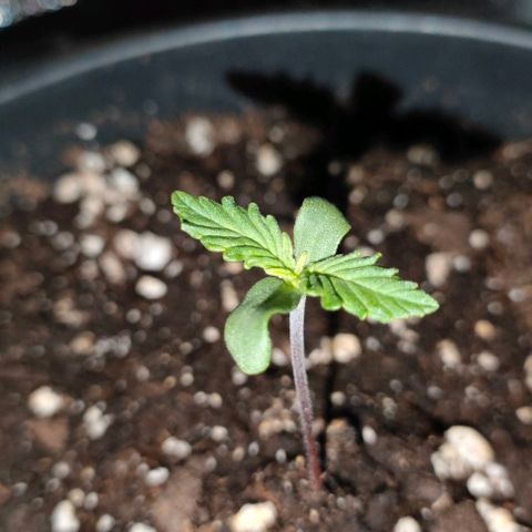 001 | Orange Sherbet Auto growlog timeline photo