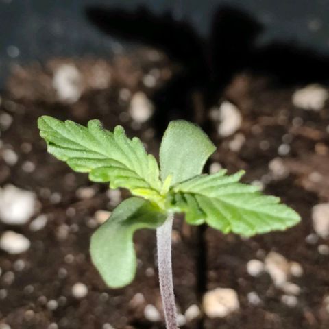 001 | Orange Sherbet Auto growlog timeline photo