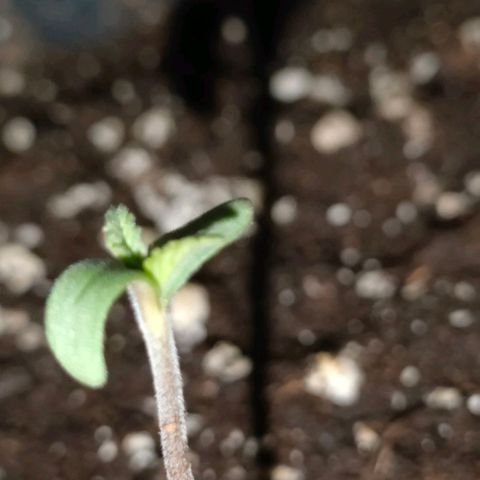 002 | Orange Sherbet Auto growlog timeline photo