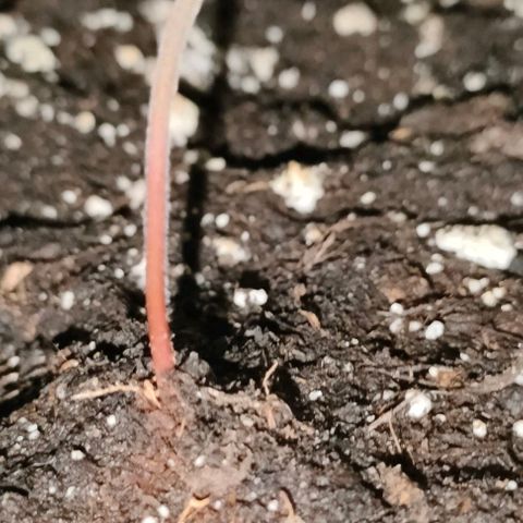 002 | Orange Sherbet Auto growlog timeline photo