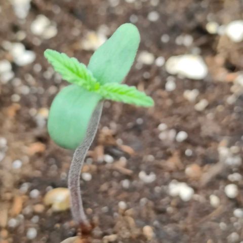 002 | Orange Sherbet Auto growlog timeline photo