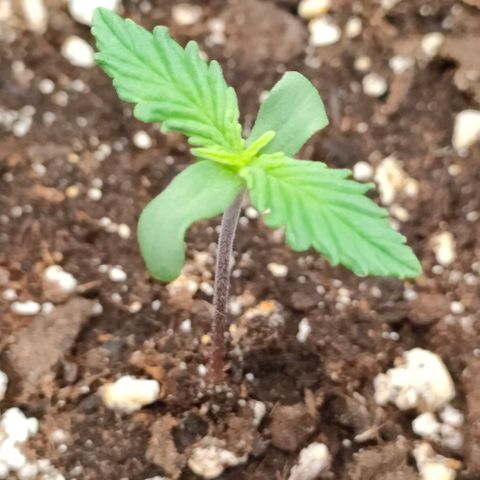 001 | Orange Sherbet Auto growlog timeline photo