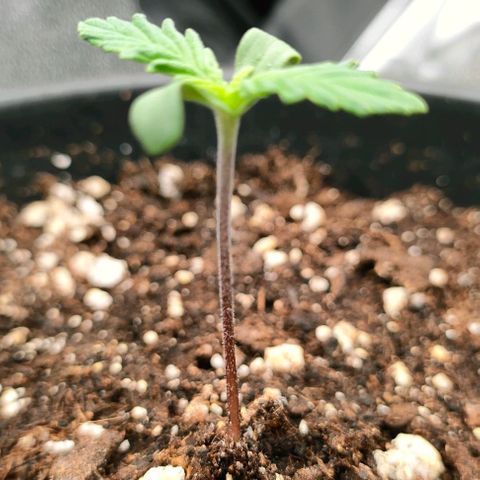 001 | Orange Sherbet Auto growlog timeline photo