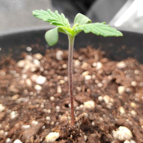 001 | Orange Sherbet Auto growlog timeline photo