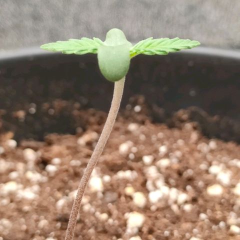 002 | Orange Sherbet Auto growlog timeline photo