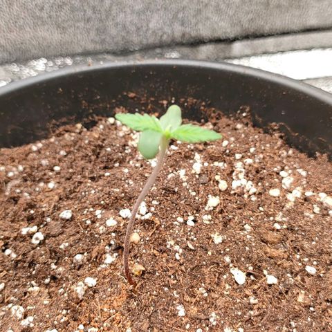 002 | Orange Sherbet Auto growlog timeline photo
