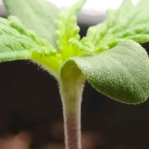 001 | Orange Sherbet Auto growlog timeline photo