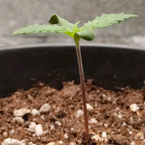 001 | Orange Sherbet Auto growlog timeline photo