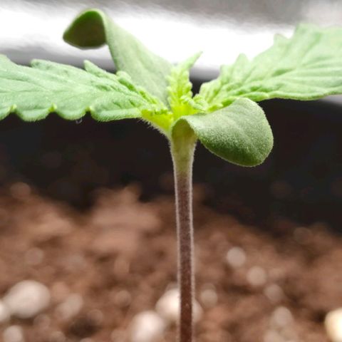 001 | Orange Sherbet Auto growlog timeline photo