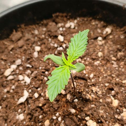 001 | Orange Sherbet Auto growlog timeline photo