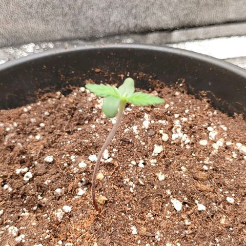 002 | Orange Sherbet Auto growlog timeline photo