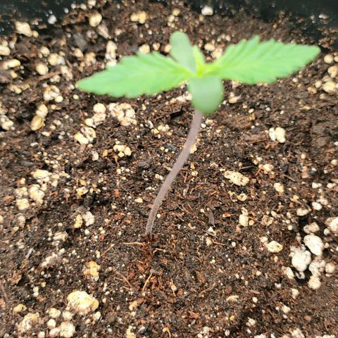 002 | Orange Sherbet Auto growlog timeline photo