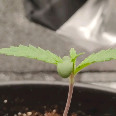 001 | Orange Sherbet Auto growlog timeline photo