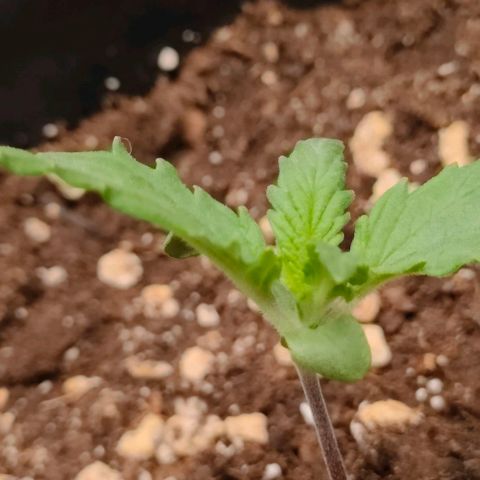 001 | Orange Sherbet Auto growlog timeline photo
