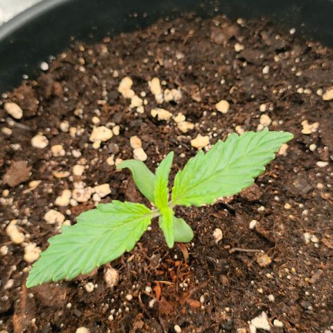 001 | Orange Sherbet Auto growlog timeline photo