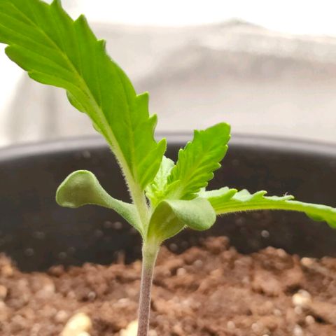 001 | Orange Sherbet Auto growlog timeline photo