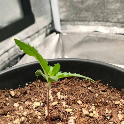 001 | Orange Sherbet Auto growlog timeline photo