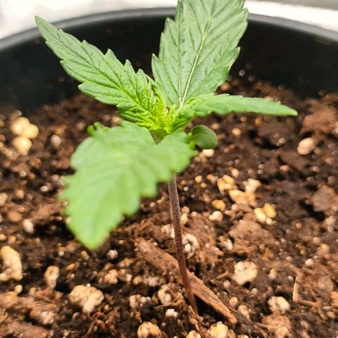 001 | Orange Sherbet Auto growlog timeline photo