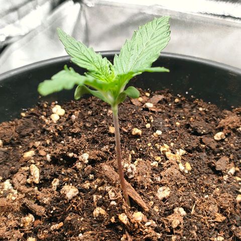 001 | Orange Sherbet Auto growlog timeline photo