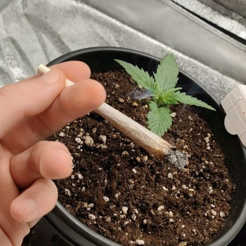 001 | Orange Sherbet Auto growlog timeline photo