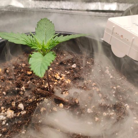 001 | Orange Sherbet Auto growlog timeline photo