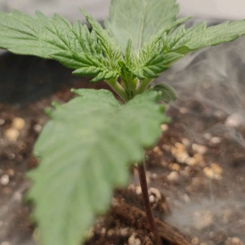 001 | Orange Sherbet Auto growlog timeline photo