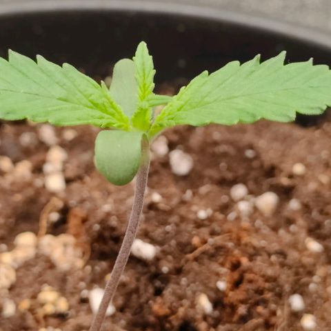 002 | Orange Sherbet Auto growlog timeline photo