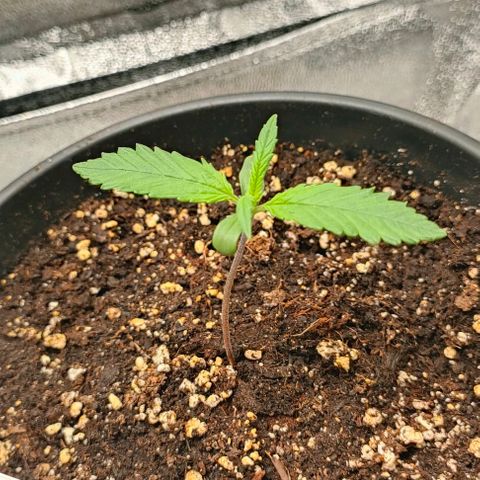 002 | Orange Sherbet Auto growlog timeline photo