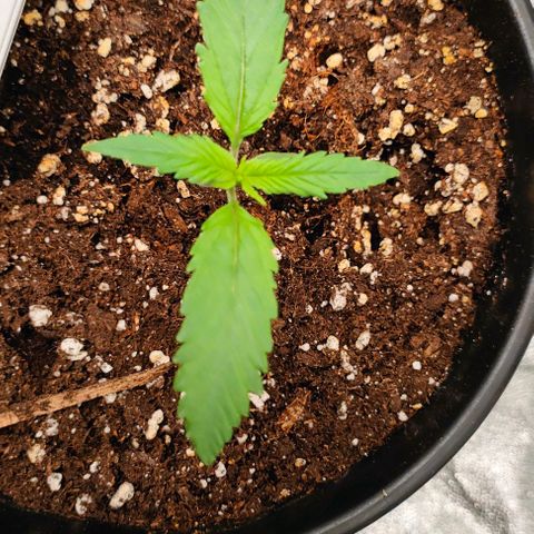 002 | Orange Sherbet Auto growlog timeline photo