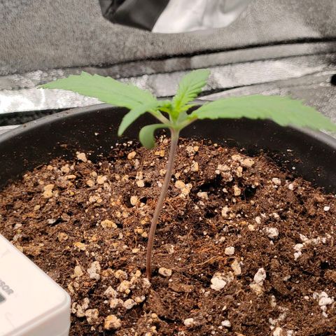 002 | Orange Sherbet Auto growlog timeline photo