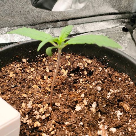 002 | Orange Sherbet Auto growlog timeline photo