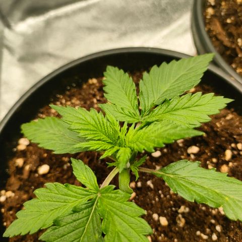 001 | Orange Sherbet Auto growlog timeline photo