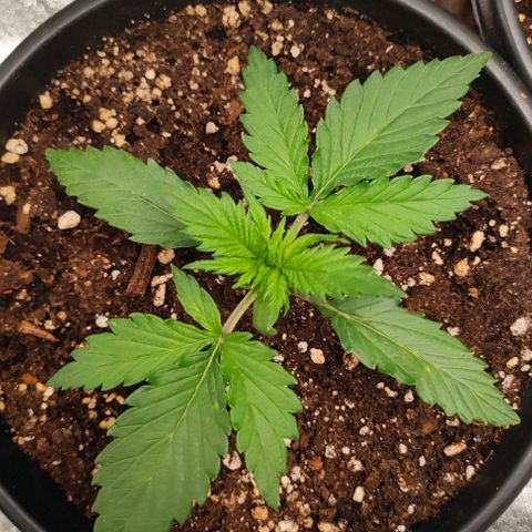 001 | Orange Sherbet Auto growlog timeline photo