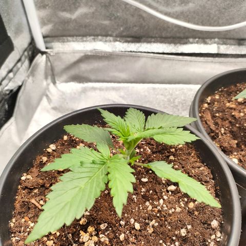 001 | Orange Sherbet Auto growlog timeline photo