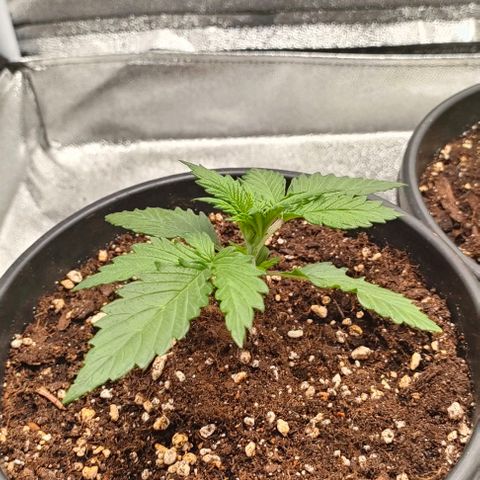 001 | Orange Sherbet Auto growlog timeline photo