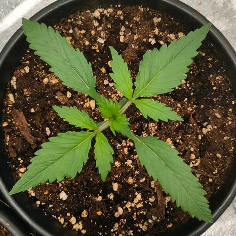 002 | Orange Sherbet Auto growlog timeline photo