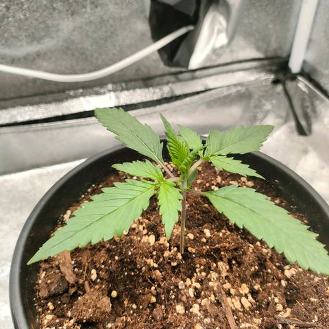 002 | Orange Sherbet Auto growlog timeline photo