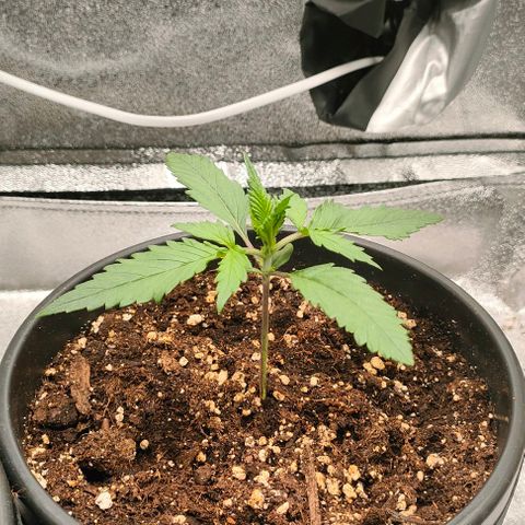 002 | Orange Sherbet Auto growlog timeline photo